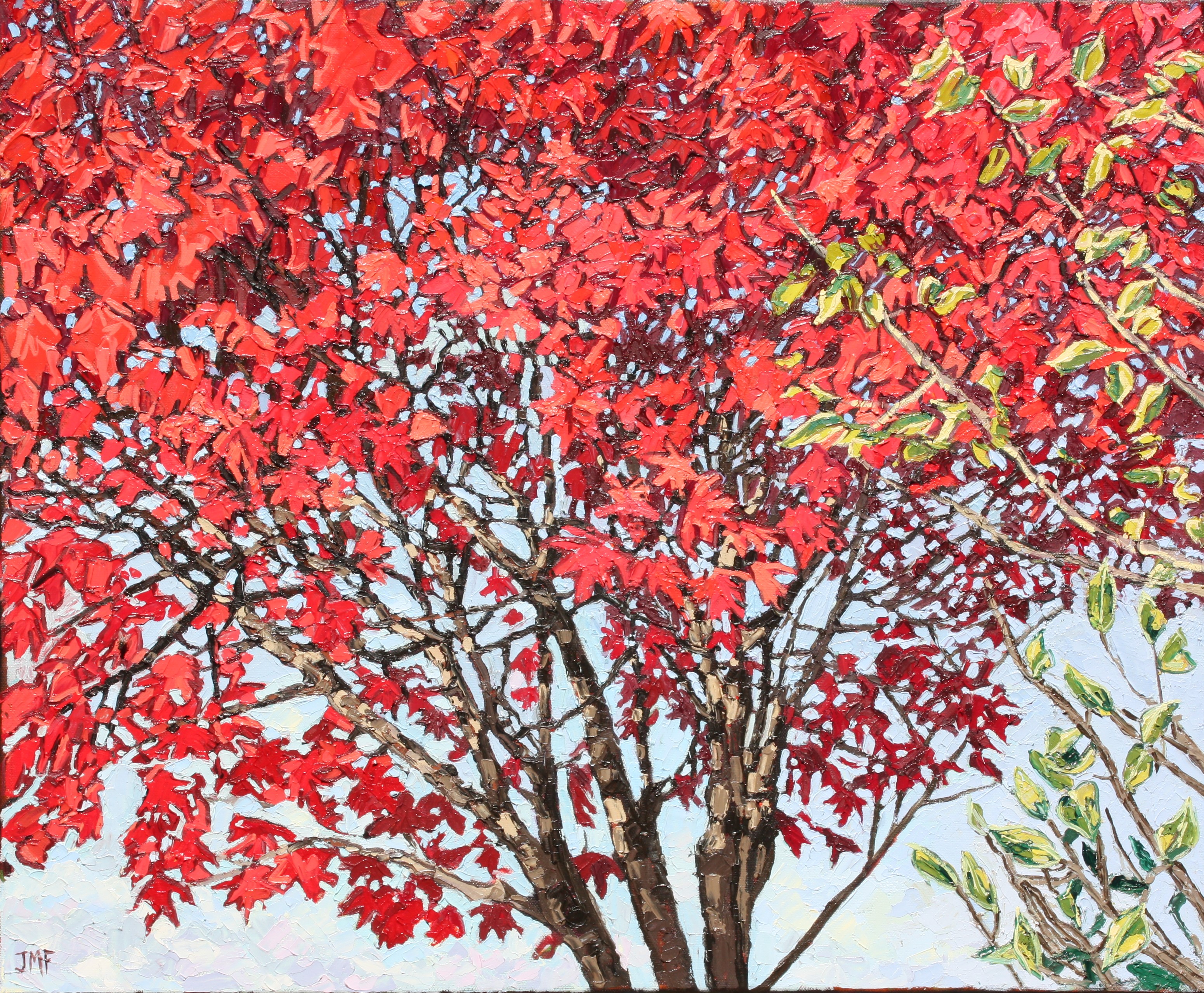 ERABLE DU JAPON D'ANNA - 50X61 - 2023