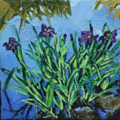 LES IRIS D'EAU - 20x20 - (2023) - Non disponible